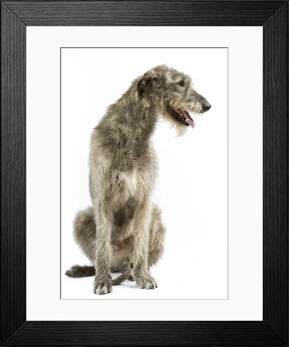 Framed Print : Dog - Irish Wolfhound Framed Print : Dog - Irish Wolfhound