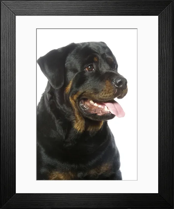 Framed Print : Rottweiler Dog Framed Print : Rottweiler Dog