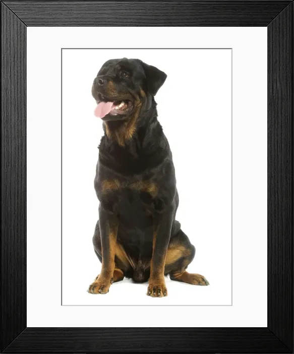 Framed Print : Rottweiler Dog