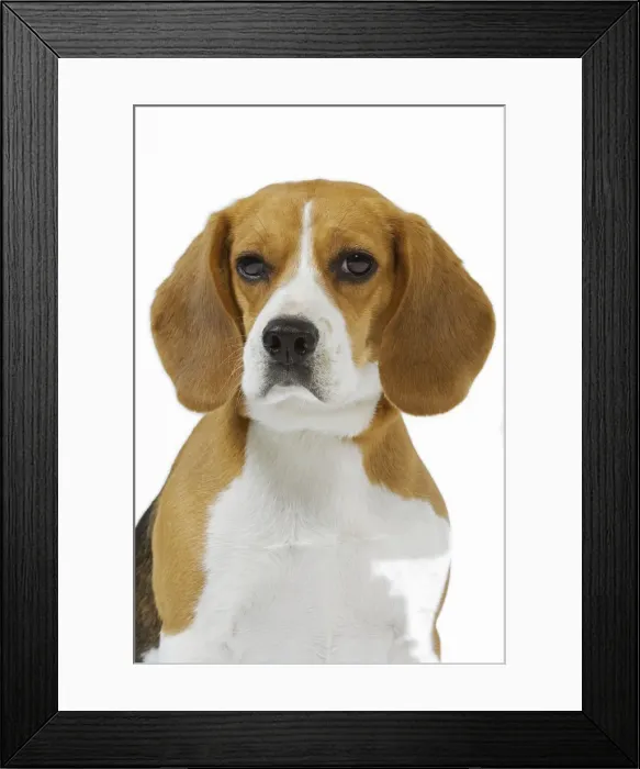 Framed Print : Beagle. LA-3642. Beagle Dog. Jean Michel Labat Framed Print : Beagle. LA-3642. Beagle Dog. Jean Michel Labat