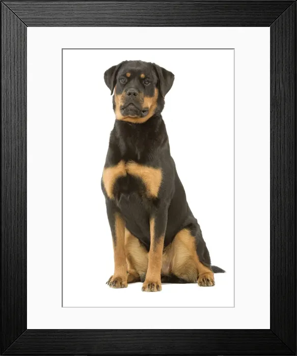 Framed Print : Rottweiler Dog Framed Print : Rottweiler Dog