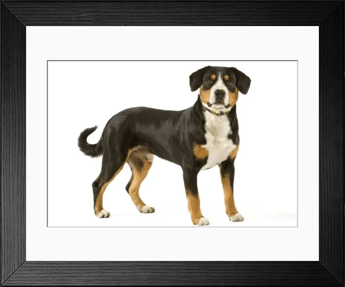 Framed Print : Entelbuch Mountain Dog. Also know as Entelbucher (french - Bouvier de l'entlebuch) Framed Print : Entelbuch Mountain Dog. Also know as Entelbucher (french - Bouvier de l'entlebuch)
