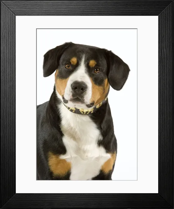 Framed Print : Entelbuch Mountain Dog. Also know as Entelbucher (french - Bouvier de l'entlebuch) Framed Print : Entelbuch Mountain Dog. Also know as Entelbucher (french - Bouvier de l'entlebuch)
