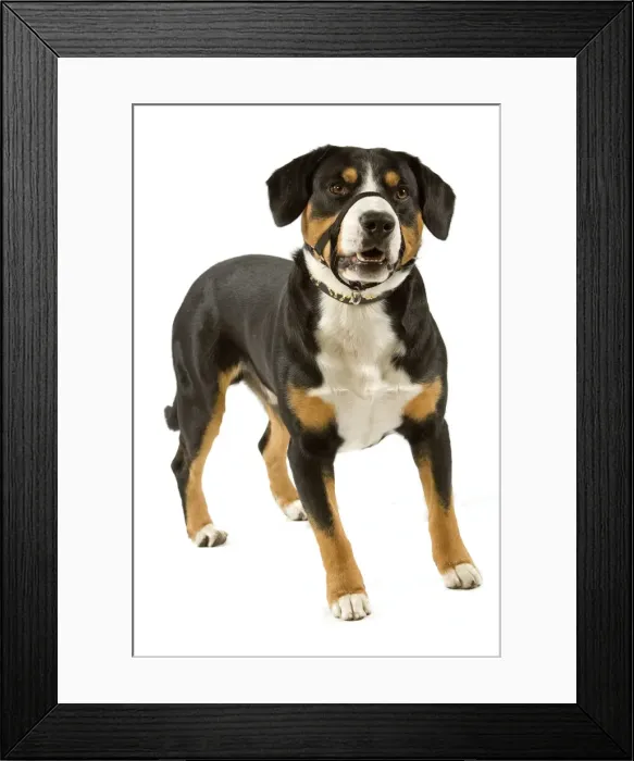 Framed Print : Entelbuch Mountain Dog. Also know as Entelbucher (french - Bouvier de l'entlebuch) Framed Print : Entelbuch Mountain Dog. Also know as Entelbucher (french - Bouvier de l'entlebuch)