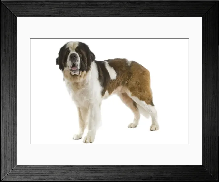 Framed Print : Saint Bernard Framed Print : Saint Bernard