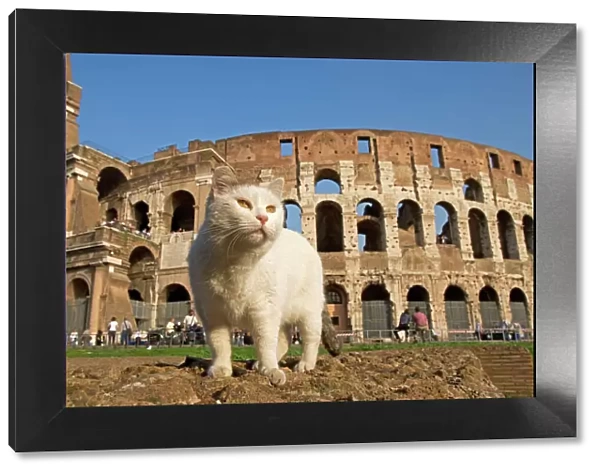 Feral Cat - outside Coliseum, Rome, Italy