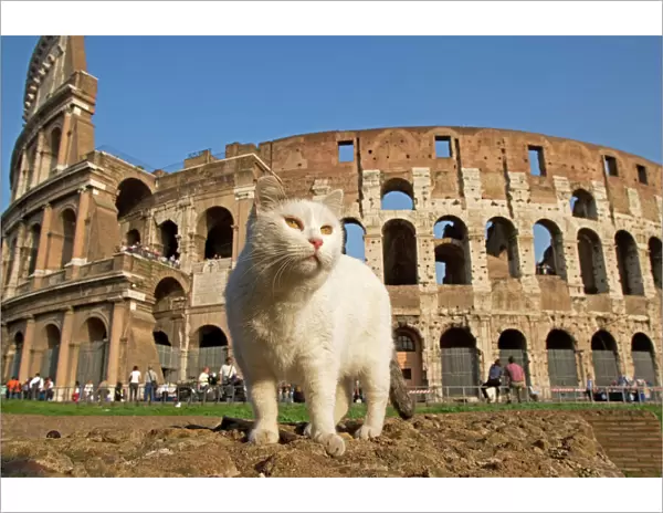 Feral Cat - outside Coliseum, Rome, Italy