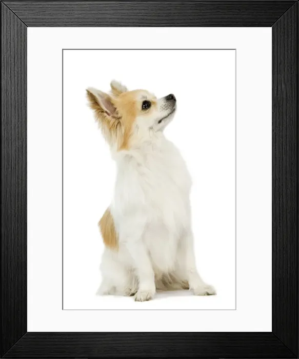 Framed Print : Dog - Long-haired Chihuahua - Looking up Framed Print : Dog - Long-haired Chihuahua - Looking up