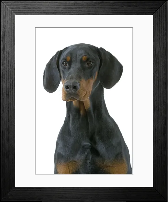 Framed Print : Dog - Doberman Framed Print : Dog - Doberman