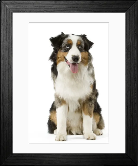 Framed Print : Dog - Australian Sheepdog / Shepherd Dog Framed Print : Dog - Australian Sheepdog / Shepherd Dog