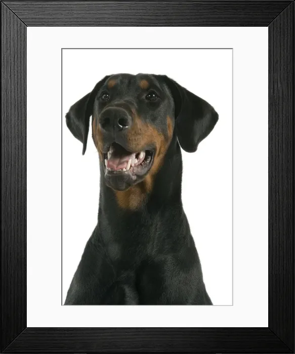 Framed Print : Dog - Doberman Framed Print : Dog - Doberman