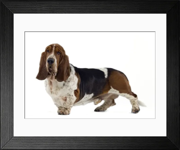 Framed Print : Dog - Bassett Hound Framed Print : Dog - Bassett Hound