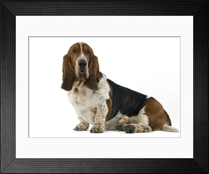Framed Print : Dog - Bassett Hound Framed Print : Dog - Bassett Hound