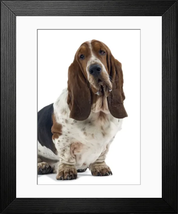 Framed Print : Dog - Bassett Hound Framed Print : Dog - Bassett Hound