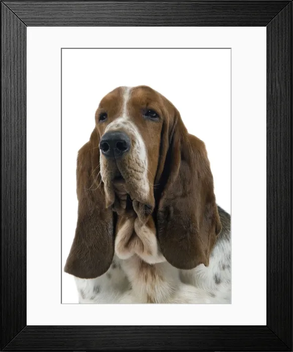 Framed Print : Dog - Bassett Hound Framed Print : Dog - Bassett Hound
