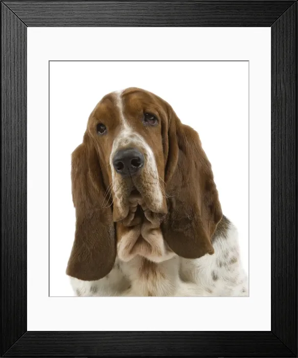 Framed Print : Dog - Bassett Hound Framed Print : Dog - Bassett Hound