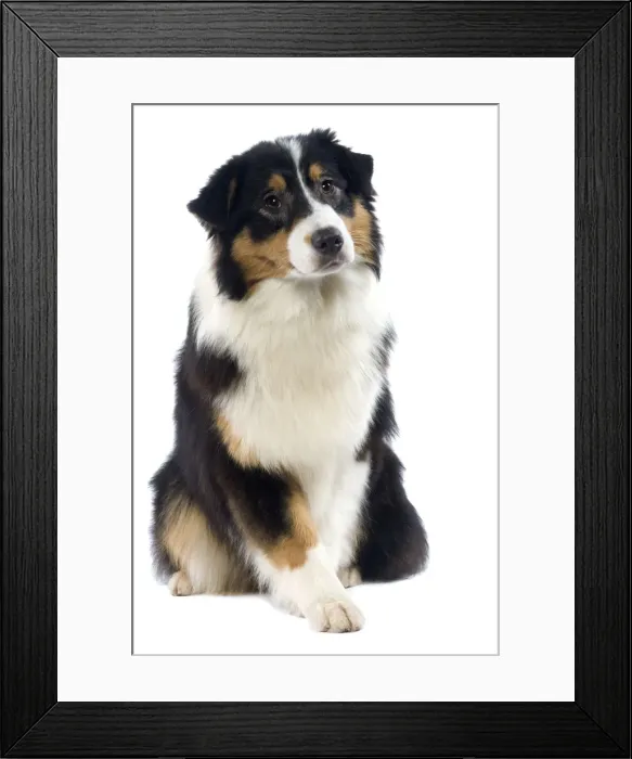 Framed Print : Dog - Australian Sheepdog / Shepherd Dog Framed Print : Dog - Australian Sheepdog / Shepherd Dog