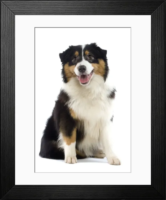 Framed Print : Dog - Australian Sheepdog / Shepherd Dog Framed Print : Dog - Australian Sheepdog / Shepherd Dog
