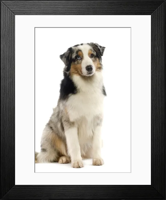 Framed Print : Dog - Australian Sheepdog / Shepherd Dog Framed Print : Dog - Australian Sheepdog / Shepherd Dog