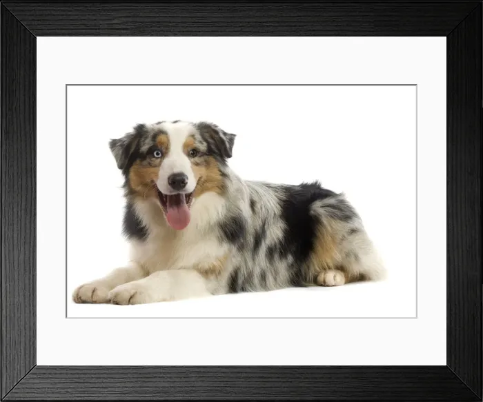 Framed Print : Dog - Australian Sheepdog / Shepherd Dog Framed Print : Dog - Australian Sheepdog / Shepherd Dog