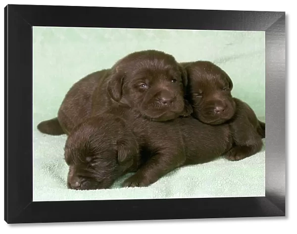 Dogs - Chocolate Labrador - Puppies lying down together