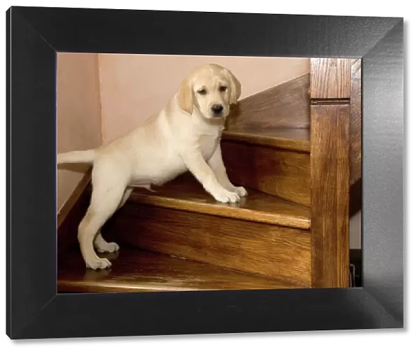 Dog - Yellow Labrador - Puppy climbing stairs