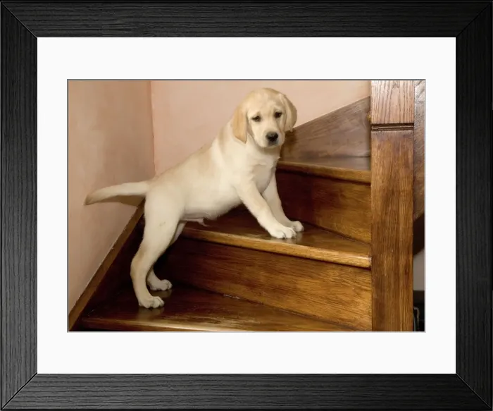 Framed Print : Dog - Yellow Labrador - Puppy climbing stairs Framed Print : Dog - Yellow Labrador - Puppy climbing stairs