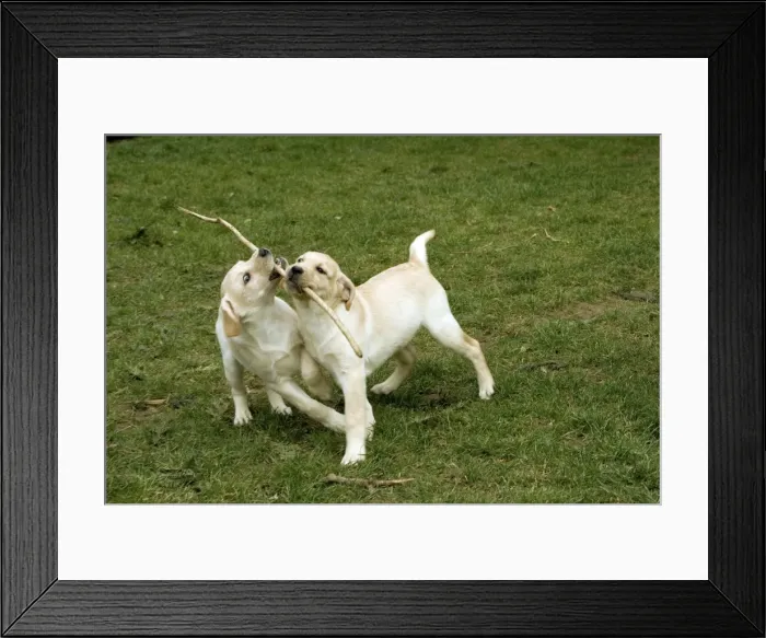 Framed Print : Dogs - Yellow Labrador - Puppies playing with stick together Framed Print : Dogs - Yellow Labrador - Puppies playing with stick together