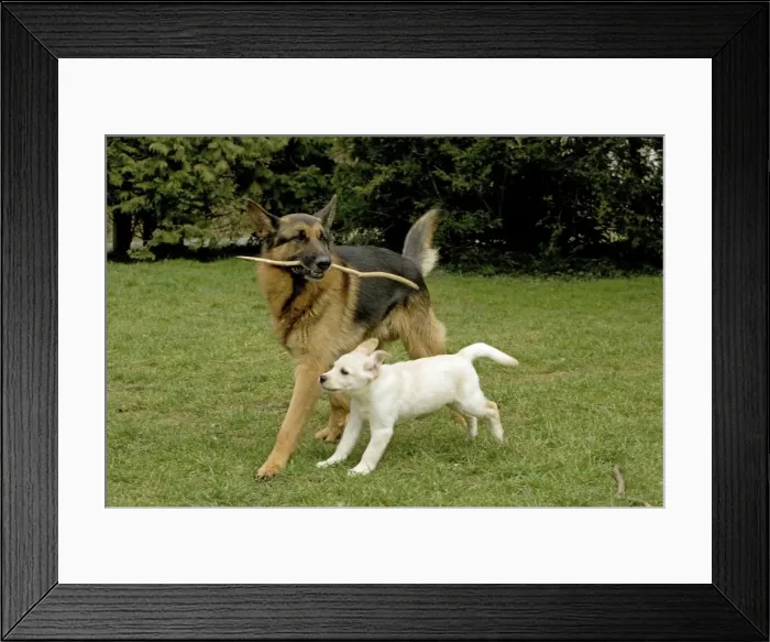 Framed Print : Dogs - Alsatian and Yellow Labrador puppy playing together Framed Print : Dogs - Alsatian and Yellow Labrador puppy playing together