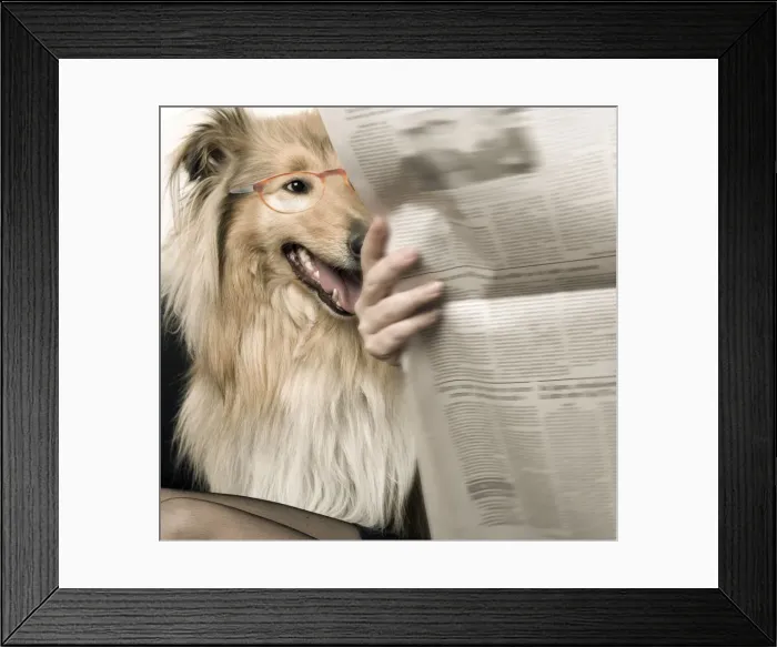 Framed Print : Dog - Rough Collie reading newspaper