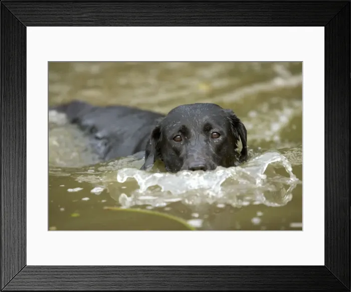 Framed Print : Dog - Black Labrador - swimming Framed Print : Dog - Black Labrador - swimming
