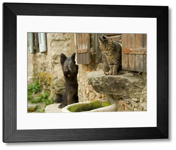 Framed Print : Cat - sitting on windowsill being watch by dog Framed Print : Cat - sitting on windowsill being watch by dog