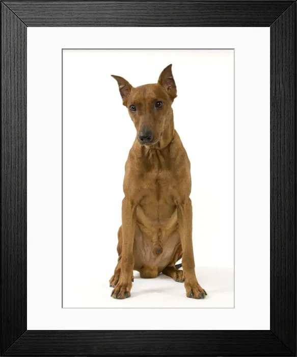 Framed Print : Pinscher / Standard Pinscher Framed Print : Pinscher / Standard Pinscher