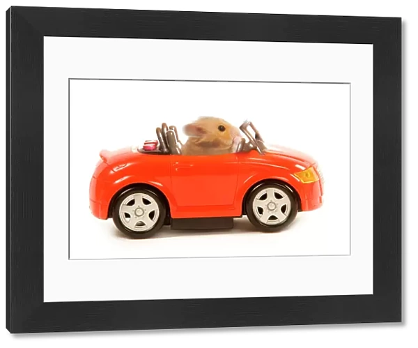 Hamster driving miniature sports convertible car