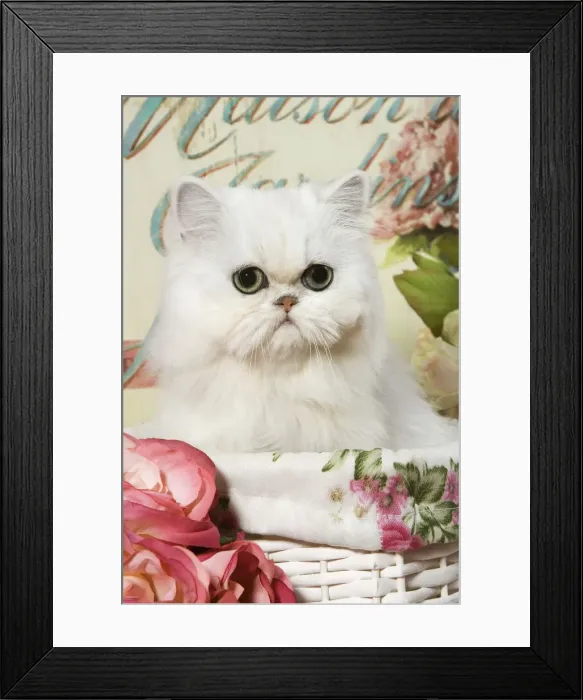 Framed Print : Cat - Persian Chinchilla Kitten Framed Print : Cat - Persian Chinchilla Kitten
