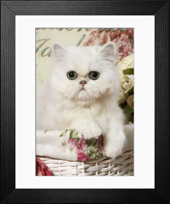 Framed Print : Cat - Persian Chinchilla Kitten Framed Print : Cat - Persian Chinchilla Kitten