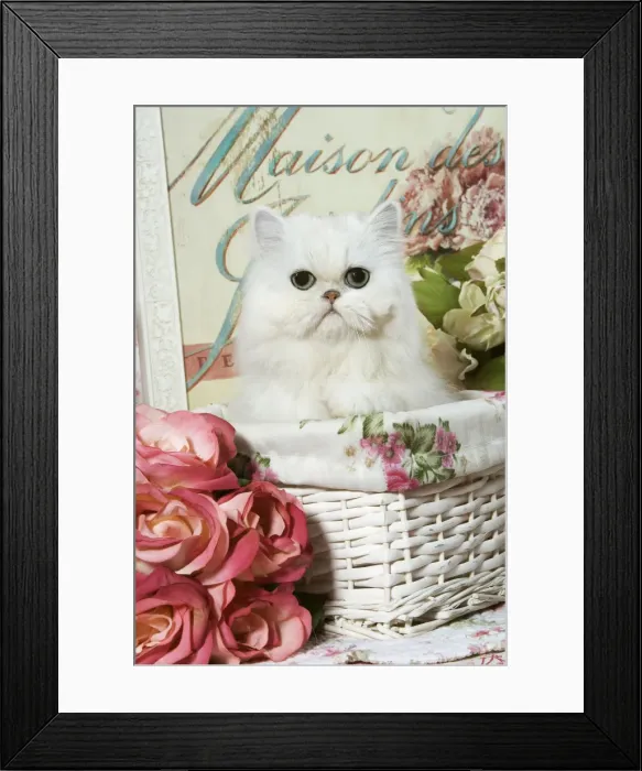 Framed Print : Cat - Persian Chinchilla Kitten Framed Print : Cat - Persian Chinchilla Kitten