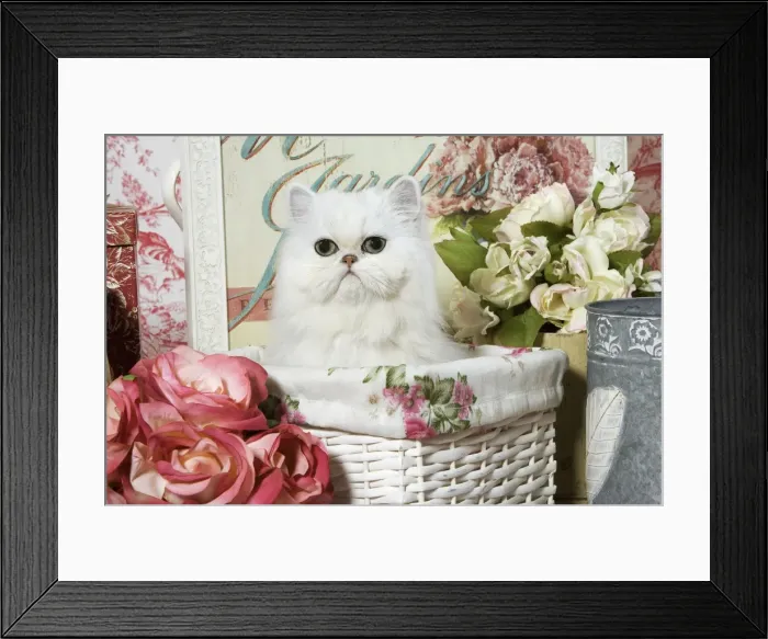 Framed Print : Cat - Persian Chinchilla Kitten Framed Print : Cat - Persian Chinchilla Kitten