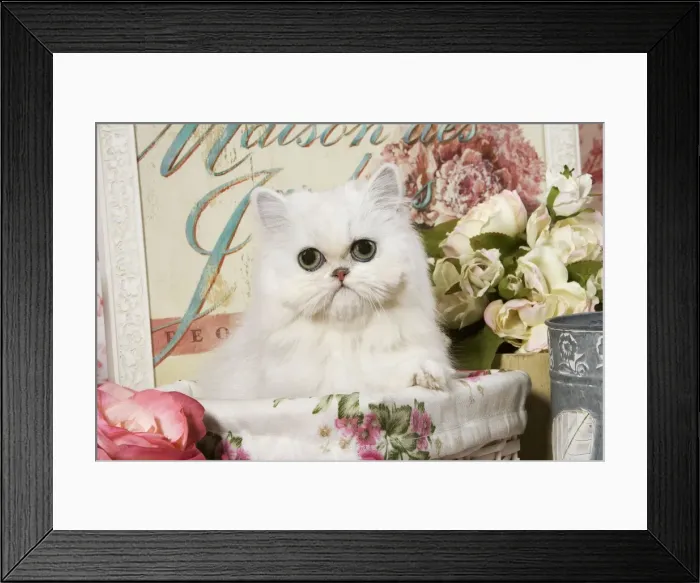 Framed Print : Cat - Persian Chinchilla Kitten Framed Print : Cat - Persian Chinchilla Kitten