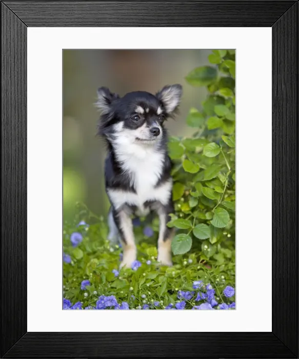 Framed Print : Dog - Long haired Chihuahua Framed Print : Dog - Long haired Chihuahua