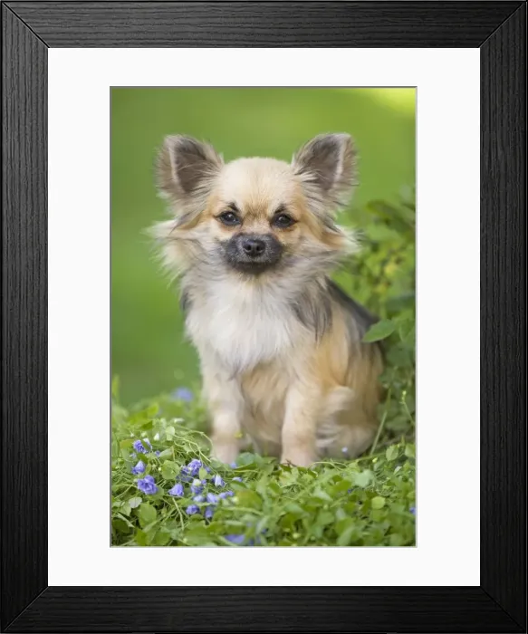 Framed Print : Dog - Long haired Chihuahua Framed Print : Dog - Long haired Chihuahua