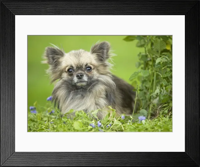 Framed Print : Dog - Long haired Chihuahua Framed Print : Dog - Long haired Chihuahua