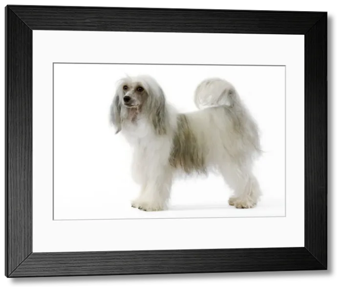 Framed Print : Chinese Crested Dog Framed Print : Chinese Crested Dog