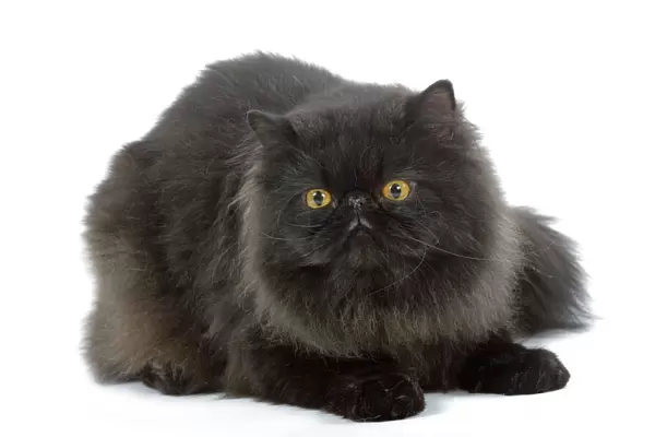 Cat - Black Persian