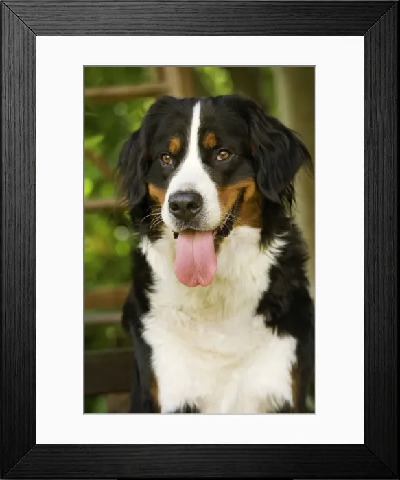 Framed Print : Bernese Mountain Dog. Also known as Berner Sennenhund Framed Print : Bernese Mountain Dog. Also known as Berner Sennenhund