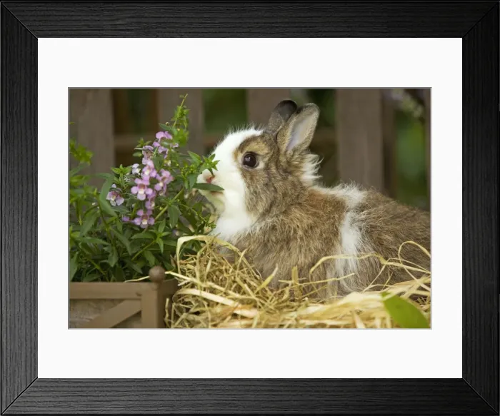 Framed Print : Domestic Rabbit -sniffing flowers Framed Print : Domestic Rabbit -sniffing flowers