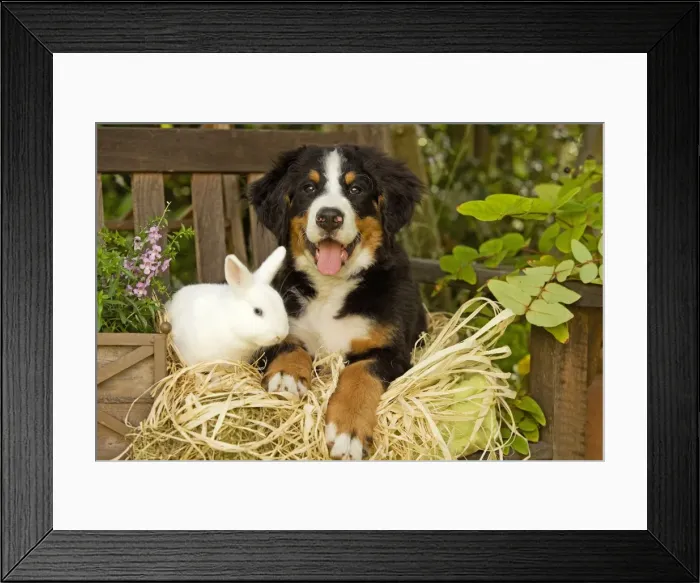 Framed Print : Bernese Mountain Dog - puppy lying on garden bench with rabbit. Also known as Berner Sennenhund Framed Print : Bernese Mountain Dog - puppy lying on garden bench with rabbit. Also known as Berner Sennenhund