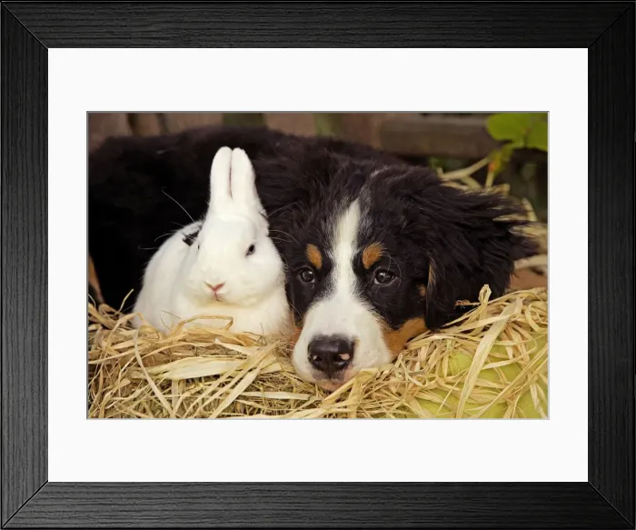 Framed Print : Bernese Mountain Dog - puppy lying next to rabbit. Also known as Berner Sennenhund Framed Print : Bernese Mountain Dog - puppy lying next to rabbit. Also known as Berner Sennenhund