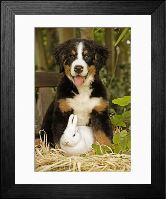 Framed Print : Bernese Mountain Dog - puppy sitting next to rabbit. Also known as Berner Sennenhund Framed Print : Bernese Mountain Dog - puppy sitting next to rabbit. Also known as Berner Sennenhund