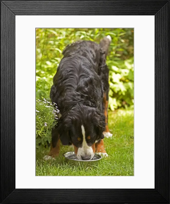 Framed Print : Bernese Mountain Dog - feeding from bowl in garden. Also known as Berner Sennenhund Framed Print : Bernese Mountain Dog - feeding from bowl in garden. Also known as Berner Sennenhund